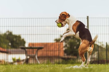 Köpek çalıştırmak Beagle eğlenceli ve atlama