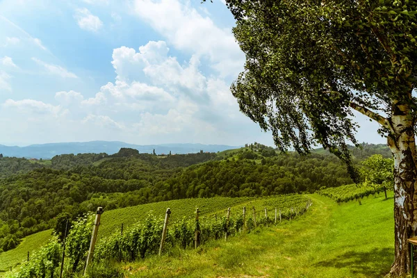 Avusturya Bağlar asma sokak güney Styria seyahat nokta