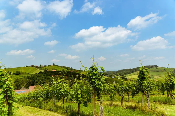 Austria Vineyards vine street south Styria travel spot — Stock Photo, Image