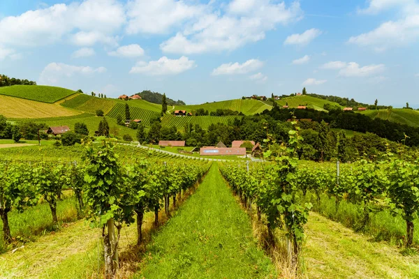 Austria Viñedos calle vid sur Estiria punto de viaje — Foto de Stock