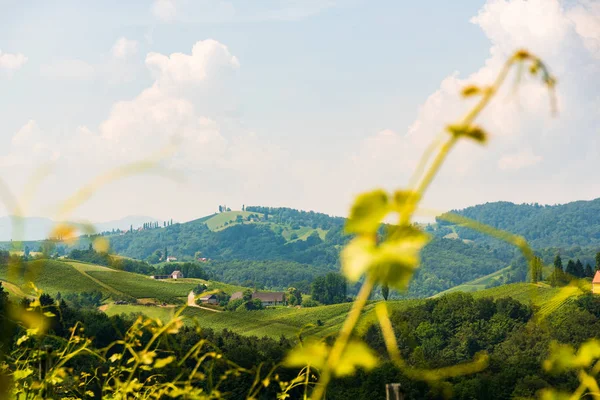 Austria Vineyards Leibnitz area south Styria travel spot — Stock Photo, Image