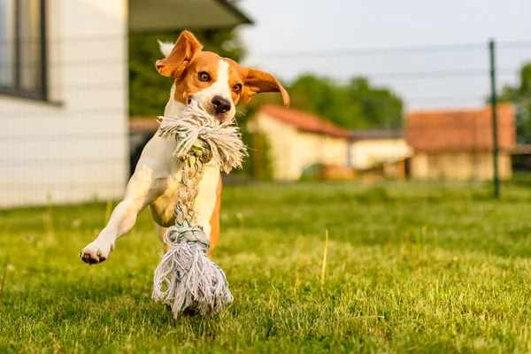 Pet dog Beagle in a garden having fun outdoors — Stock Photo, Image