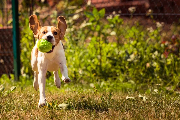 Dog run Beagle fun — Stock Photo, Image