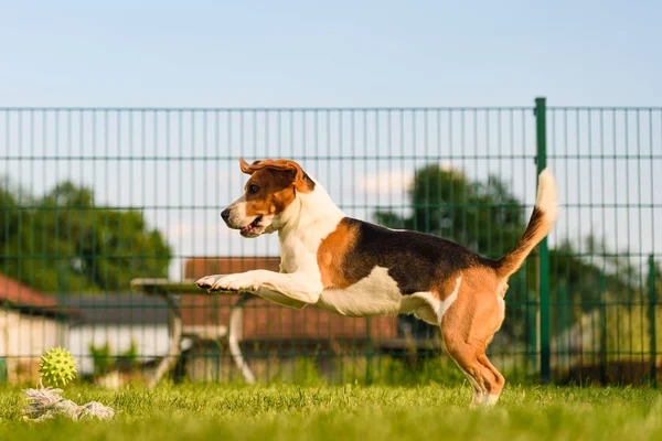 Dog run Beagle diversão e salto — Fotografia de Stock