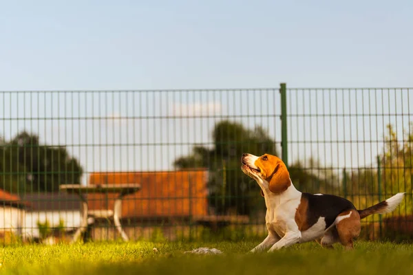 Dog run Beagle fun and jumping — Stock Photo, Image