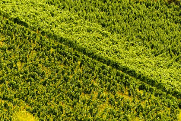 Druiven plantage groene rijen patroon — Stockfoto