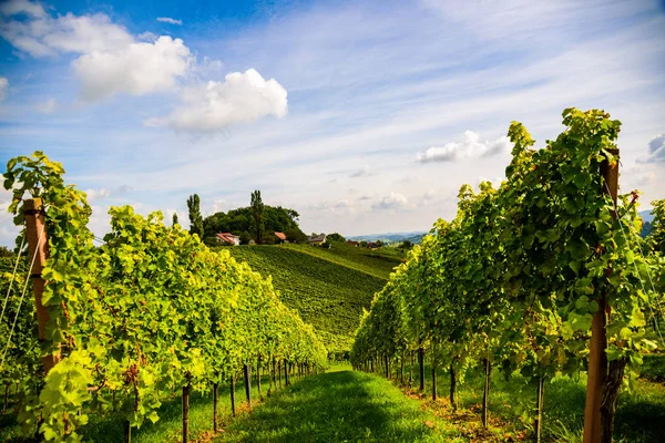 Stájerország Ausztria szőlőültetvények Leibnitz Dél utazási spot — Stock Fotó