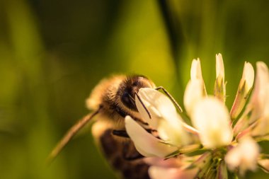 Polen toplamada Bal Arısı