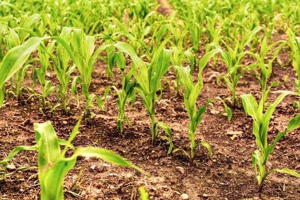 Rows of young corn growing on a field