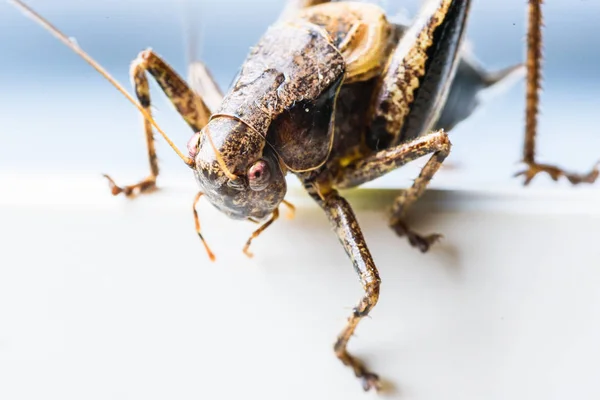Stor brun gräshoppor gräshoppor närbild på en vit bakgrund — Stockfoto