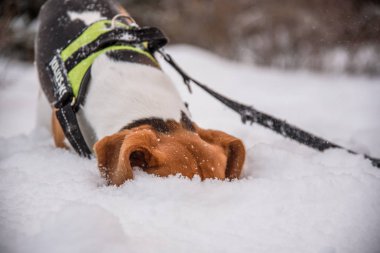 Derin bir karda Beagle köpek kafası