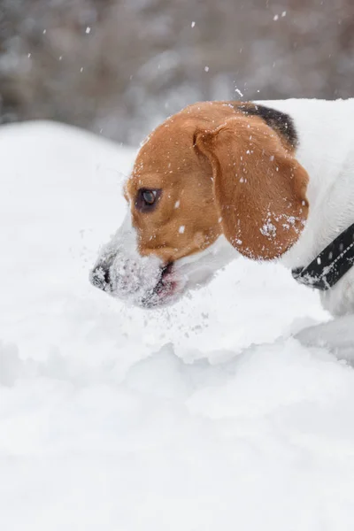 雪の中でビーグル犬クローズアップ — ストック写真