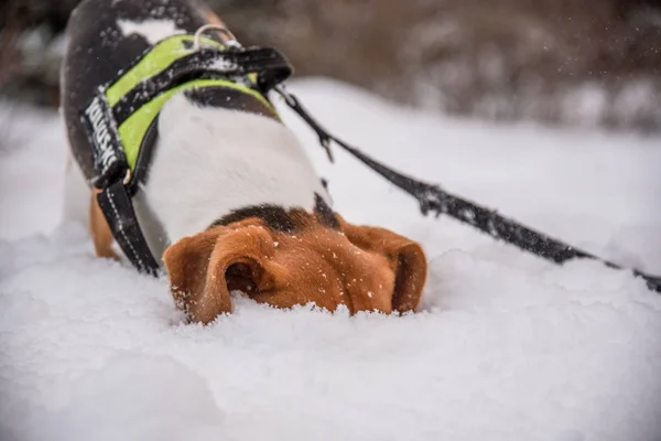 深い雪の中でビーグル犬の頭 — ストック写真
