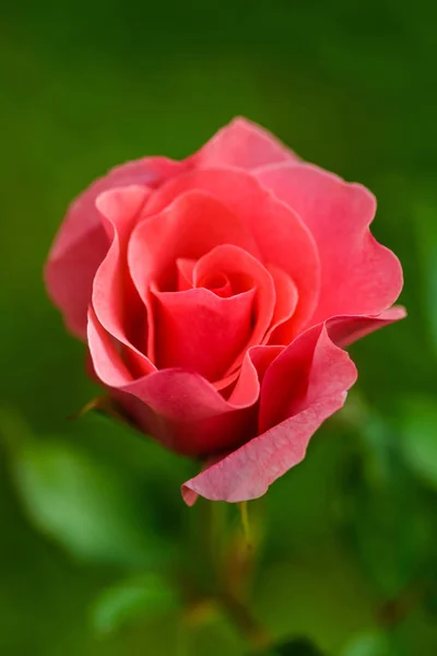 Rosa de coral flor en el prado fondo verde — Foto de Stock