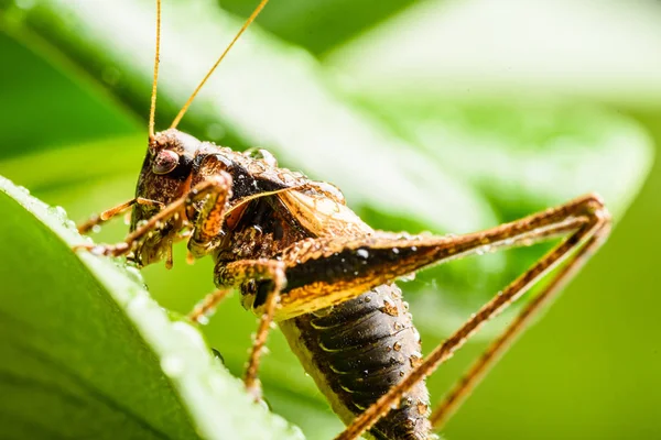 Brown stora gräshoppor gräshoppor — Stockfoto