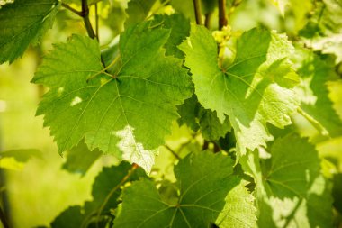 Güneşte üzüm yaprakları