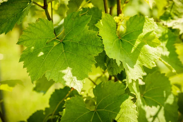 Güneşte üzüm yaprakları