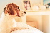Beagle psí portrét na gauči