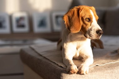 Bir kanepede Beagle köpek portresi