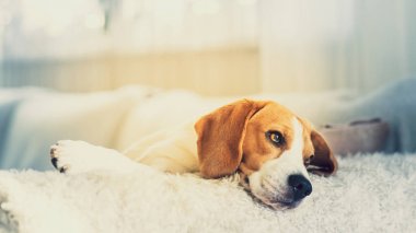 Beagle köpek portre bir kanepede yalan