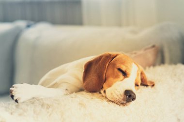 Beagle köpek portre bir kanepede yalan