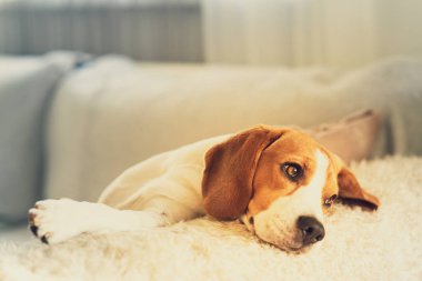 Beagle köpek portre bir kanepede yalan