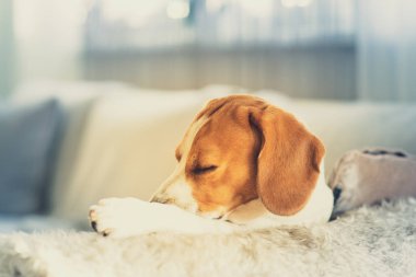 Beagle köpek portre bir kanepede uyur