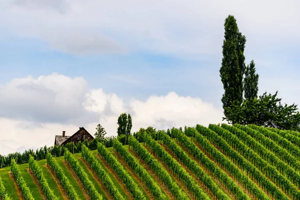 Paisaje de viñedos de verano en Eslovenia, Austria. Gamlitz, Spicnik, styria — Foto de Stock