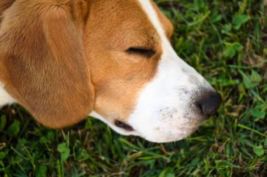 Sevimli beagle köpek çim açık uyku detay tarafında yatıyordu 