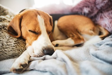 Beagle dog kanepede uyur.