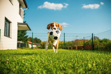 Köpek beagle safkan park açık bir futbol topu ile çalışan