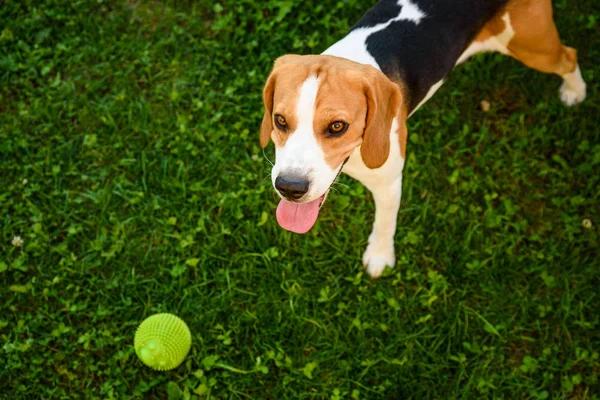 Beagle perro en la hierba mirando hacia la cámara con la lengua fuera af —  Fotos de Stock