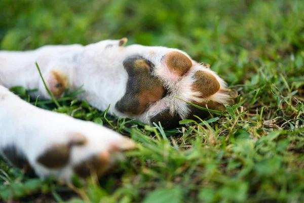 Macro shoot of beagle dog paw feet and nails