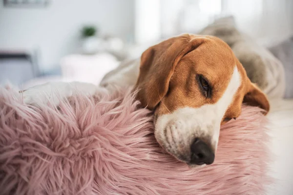Beagle-Hund schläft auf Sofa drinnen Kopf Nahaufnahme — Stockfoto