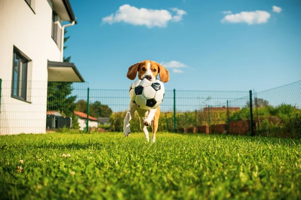 Perro beagle pura raza corriendo con una pelota de fútbol en el parque al aire libre — Foto de Stock