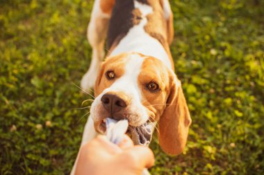 Köpek beagle bahçede kayış oyuncak çorap ve Tug-of-War Oyunu çeker
