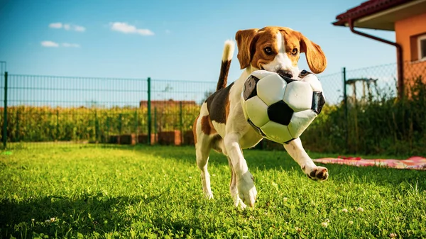 Perro beagle pura raza corriendo con una pelota de fútbol en el parque al aire libre — Foto de Stock