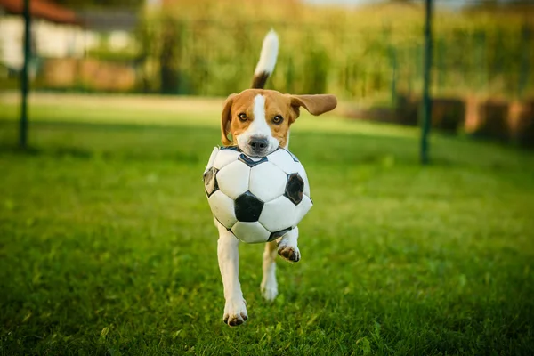 Perro beagle pura raza corriendo con una pelota de fútbol en el parque al aire libre — Foto de Stock