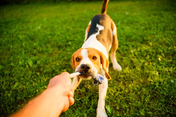 Dog beagle puxa meia de brinquedo cinta e jogo de cabo de guerra no jardim — Fotografia de Stock