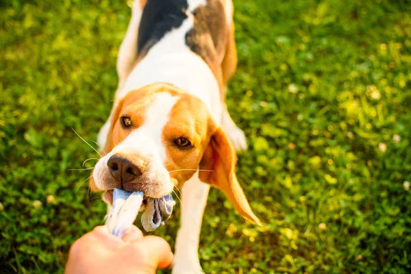 Pies Beagle ściąga pasek zabawki skarpety i tug-of-War gra w ogrodzie — Zdjęcie stockowe