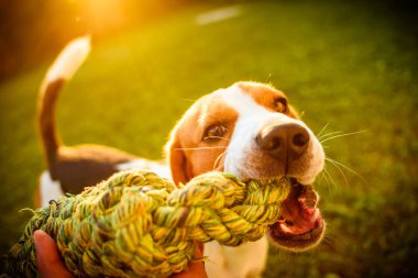 Dog beagle çeker kayış oyuncak çorap ve Tug-of-War Oyunu bahçe ou