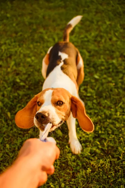 Pes Beagle vytahuje poutní ponožku a tahání válečných her v zahradě — Stock fotografie