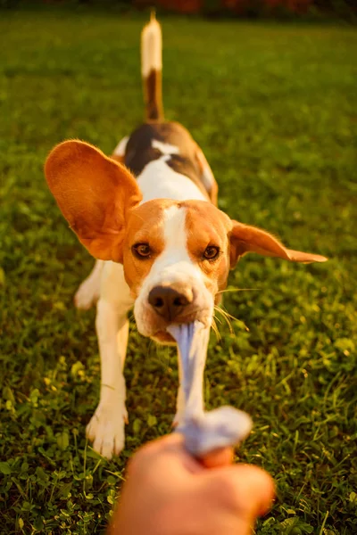 Dog beagle Pulls strap toy sock and Tug-of-War Game in garden ou