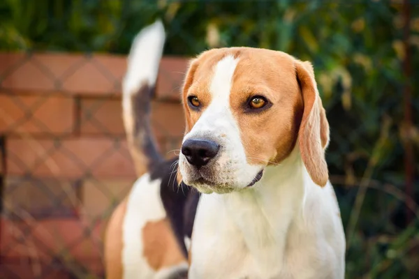 Beagle hund på gräs ser vänster porträtt sommardag — Stockfoto