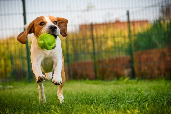 Dog beagle purebred running with a green ball on grass outdoors — Stock Photo, Image