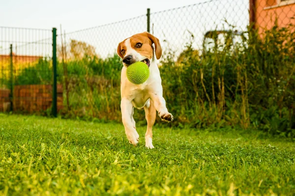 Chien beagle pure course avec une balle verte sur l'herbe à l'extérieur — Photo