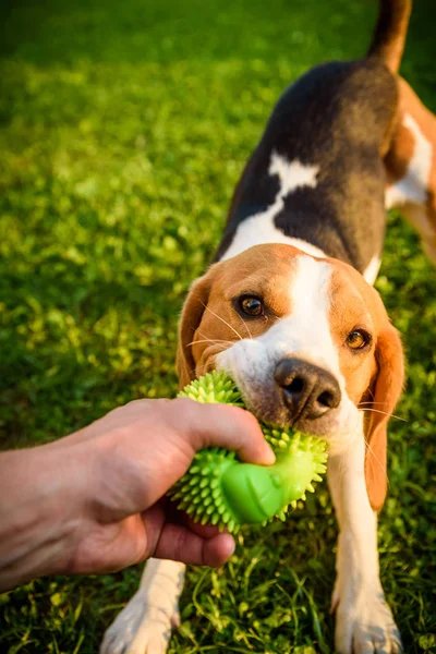 Tug of war with beagle dog on a grass in sunny summer day
