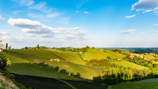 Sud Stiria vigneti paesaggio, vicino Gamlitz, Austria, Eckberg, Europa. Uva colline vista dalla strada del vino in primavera. Destinazione turistica, luogo di viaggio . — Foto Stock