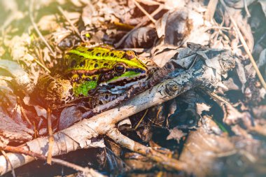 Yenilebilir kurbağa, yeşil kurbağa, ortak su kurbağası