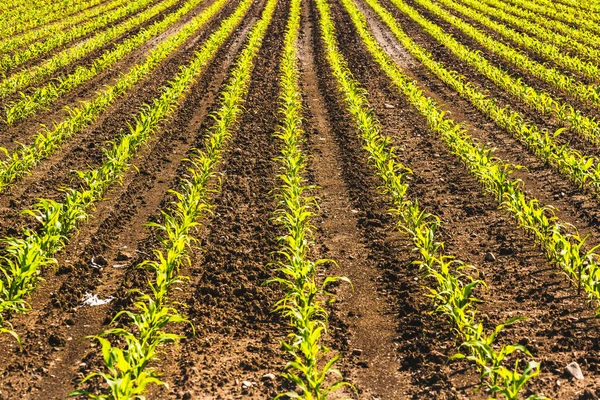 Органически выращенная кукуруза в поле — стоковое фото
